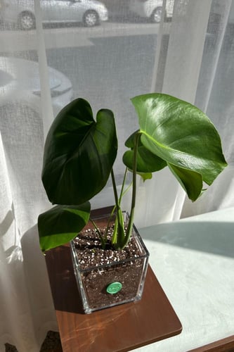 مونستيرا (القفص الصدري)