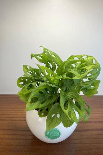 مونستيرا أدانسوني