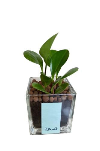 ببروميا اخضر