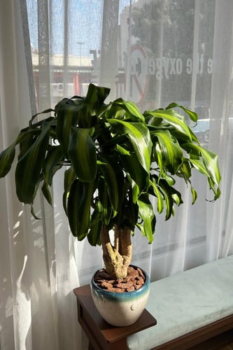 دارسينا ماسينجانا