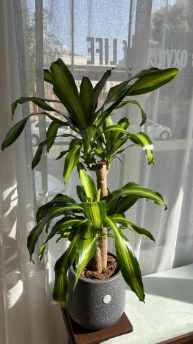 دارسينا ماسينجانا