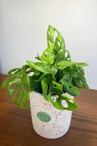 مونستيرا أدانسوني .