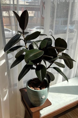 فيكس ابيدجان احمر