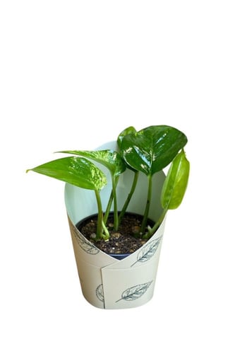 توزيعات - بوتس