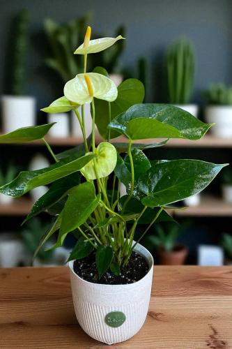 انطور - ابيض