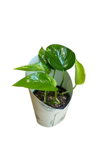 توزيعات - بوتس