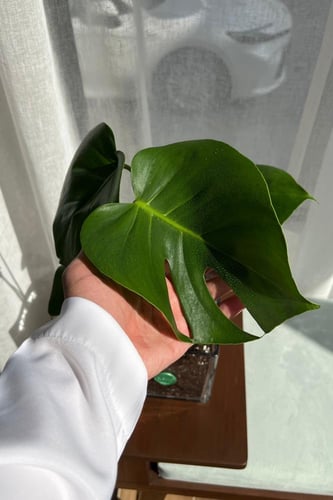 مونستيرا (القفص الصدري)