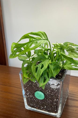 مونستيرا أدانسوني