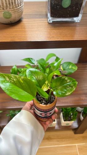 توزيعات بوتس