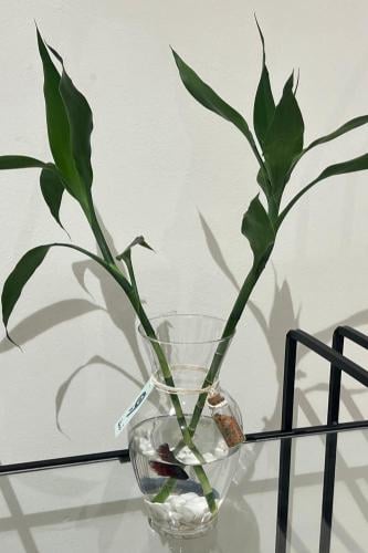 بكج الفايتر