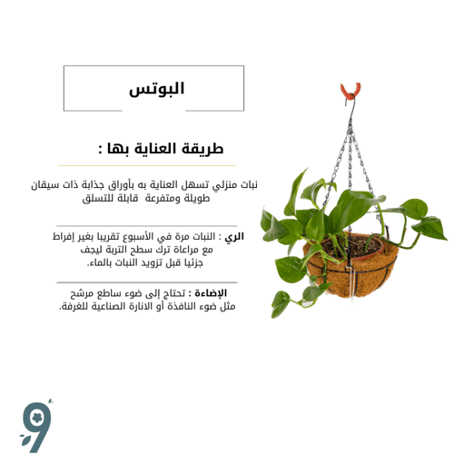 بوتس في حوض معلق
