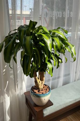 دارسينا ماسينجانا