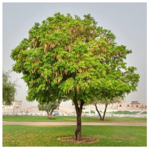 شجرة اللبخ