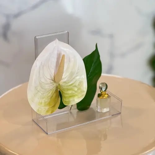 Anthurium Gift misk توزيعات الفلامنجو بالمسك