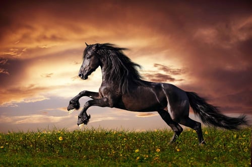 لوحة كانفاس حصان منطلق في الطبيعة بتصميم يعكس الحر...