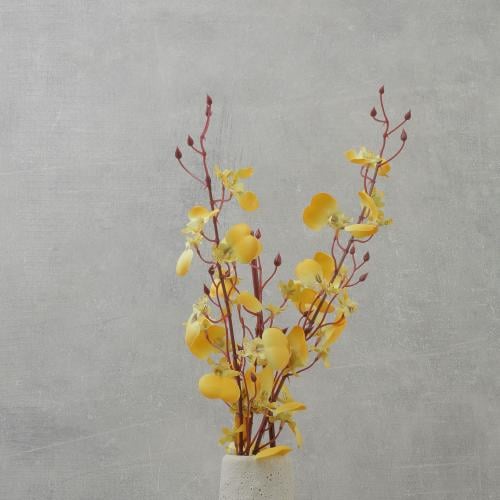 زهرة الأوركيد