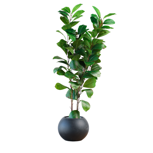 نباتات خضراء