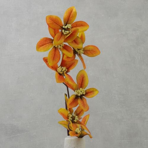 غصن ورق القرانيا