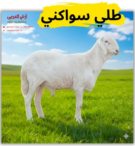 طلي سواكن وسط ابيض او حمري