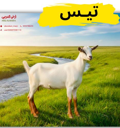 تيس مستورد تربيه