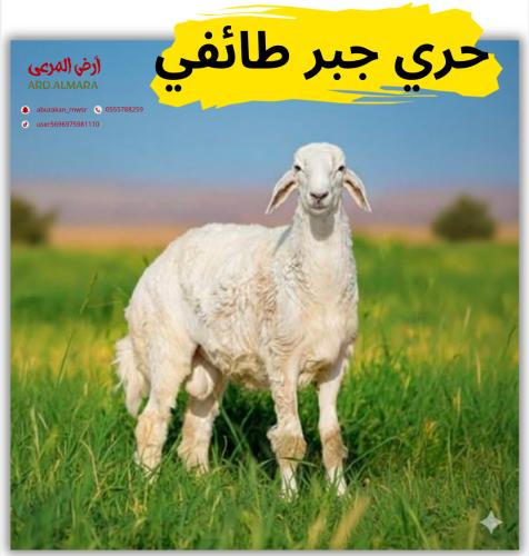 طلي حري جبر بعمر تسعة أشهر واكثر