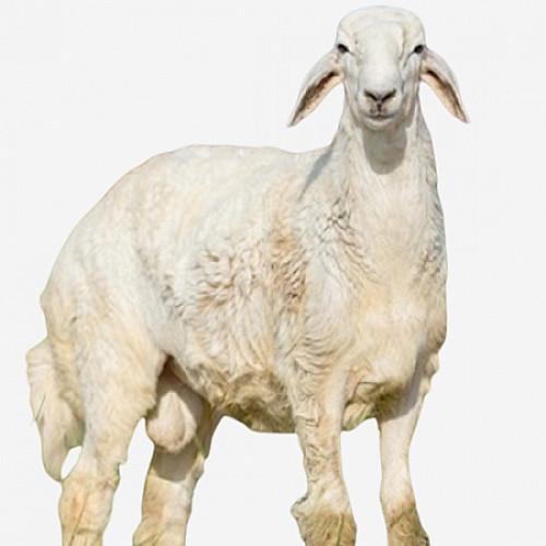 خروف حري (صغير)