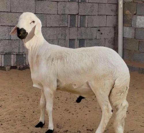 سواكني ابيض ( صغير )