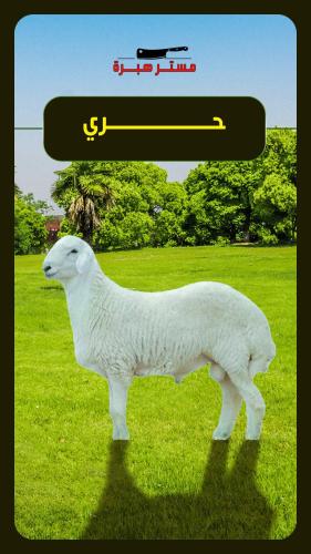 بوكس لحم حري 9 كغ