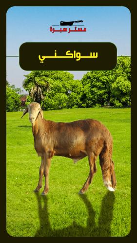 بوكس لحم سواكني 7 كغ