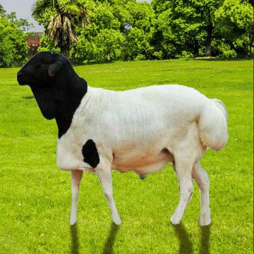 أضحية بربري 9-10 كغ