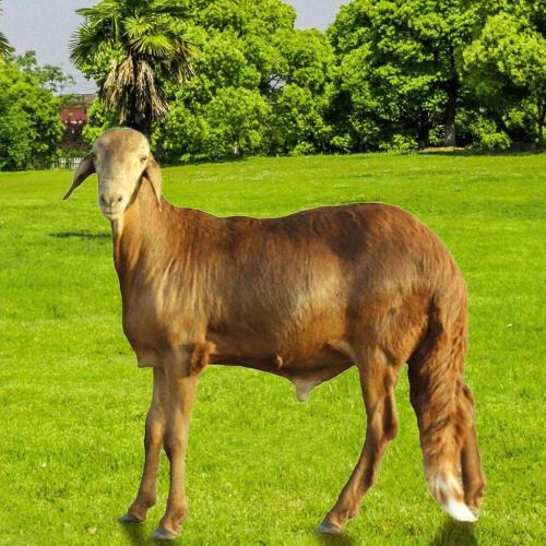 أضحية سواكني وزن 18-20 كغ