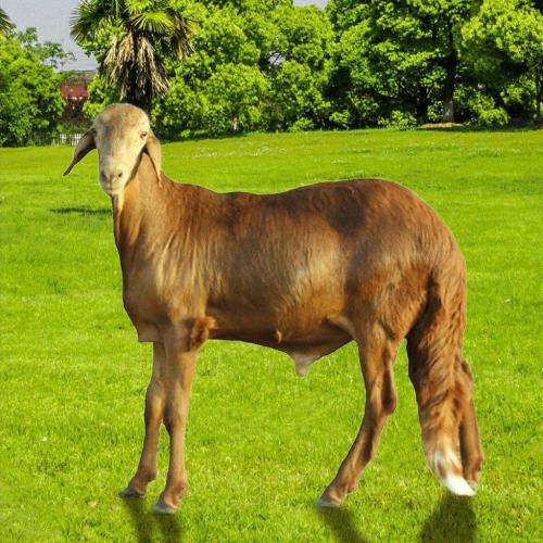 أضحية سواكني وزن 22-24 كغ