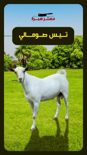 تيس صومالي 10-12 كغ