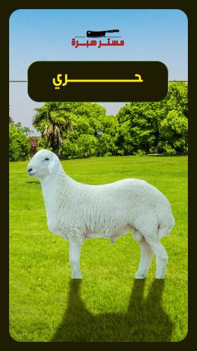 بوكس لحم حري 4.5 كغ