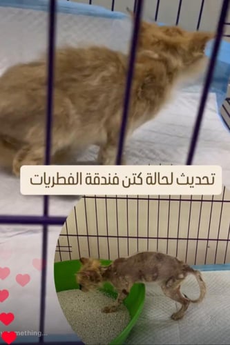 خدمة فندقه علاجيه فطريات