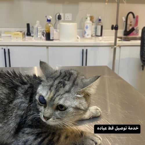 خدمة توصيل عياده