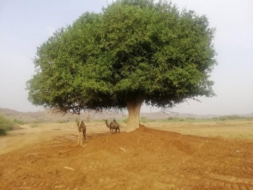 ضبر 20 بذرة Dobera glabra بذور قديمة