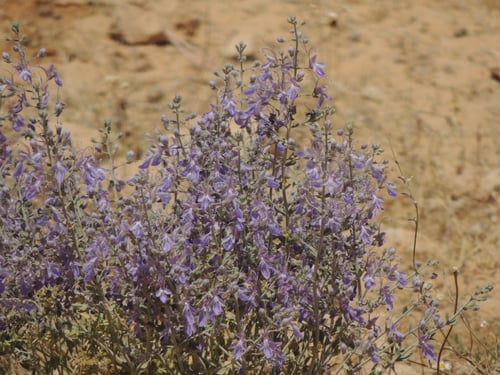 عهينة 20 بذرة تقريبا معها شوائب كثيرة Teucrium oli...