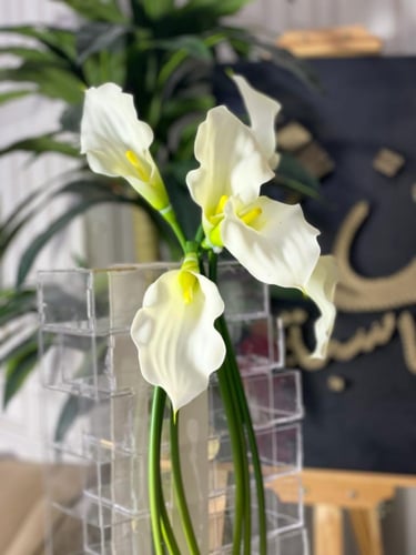 استاند ملكة مع التنسيق