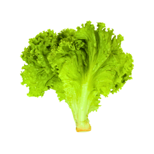 خس لولو بيوندا أخضر صحي