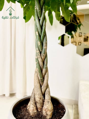 نبتة باشيرا مجدولة