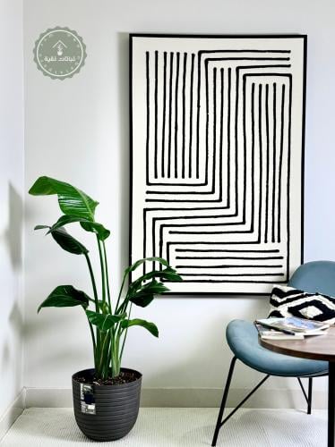 نبتة عصفور الجنة