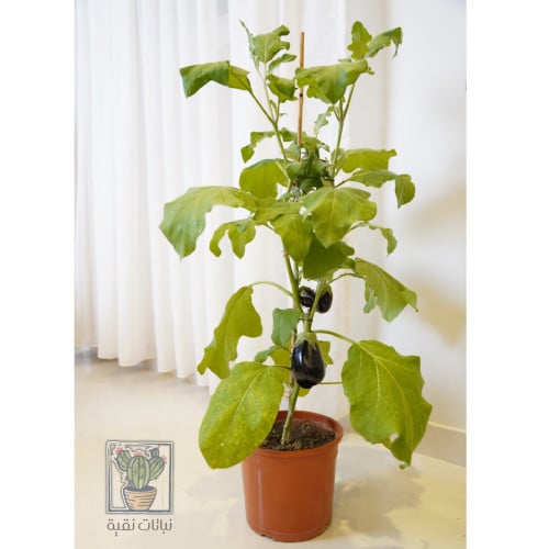 نبات الباذنجان