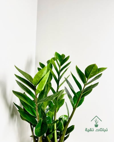 نبتة الزاميا صغير