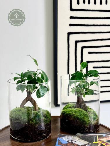 غابة البونساي الزجاجية