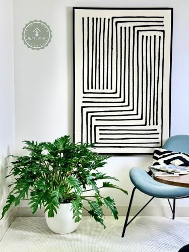 نبتة فيلودندرون زانادو الخضراء