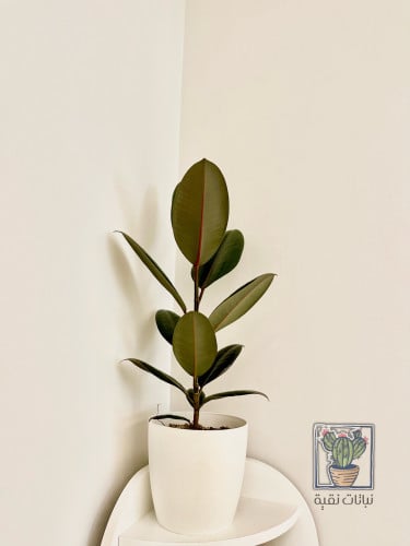 نبتة فيكس مطاط داكنة