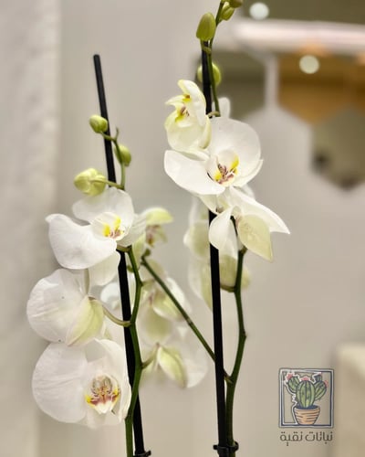 نبتة الاوركيد بيضاء