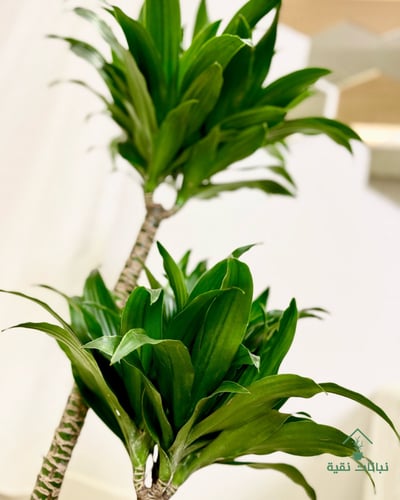 نبتة دراسينا كومباكتا