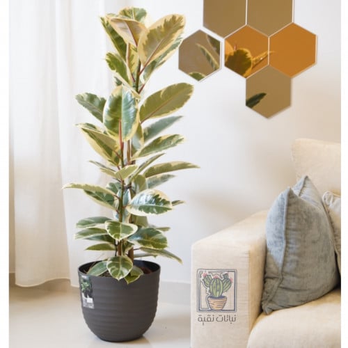 نبات الفيكس المطاط مبرقشة